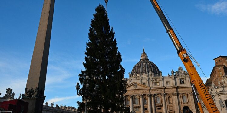 Instalan el abeto de Navidad en la Plaza de San Pedro