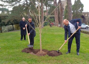 Un brote de esperanza en el Vaticano: el ginkgo biloba que desafía la «miopía» ambiental