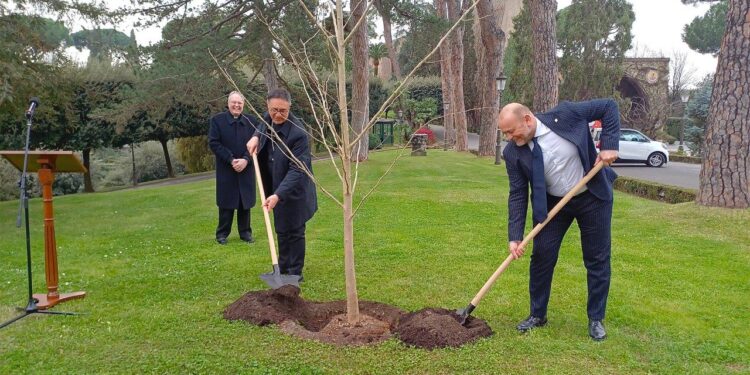 Un brote de esperanza en el Vaticano: el ginkgo biloba que desafía la «miopía» ambiental
